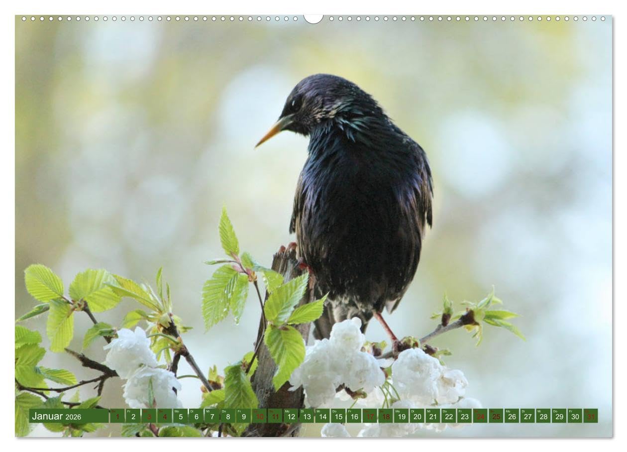 Nachwuchs bei Familie Star (hochwertiger Premium Wandkalender 2026 DIN A2 quer), Kunstdruck in Hochglanz: Brutzeit der Stare (CALVENDO Tiere)