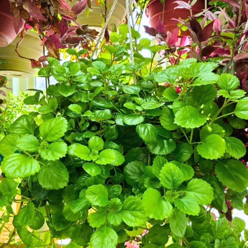 Plectranthus Swedish Ivy Plants Live - 4 Inch Pot