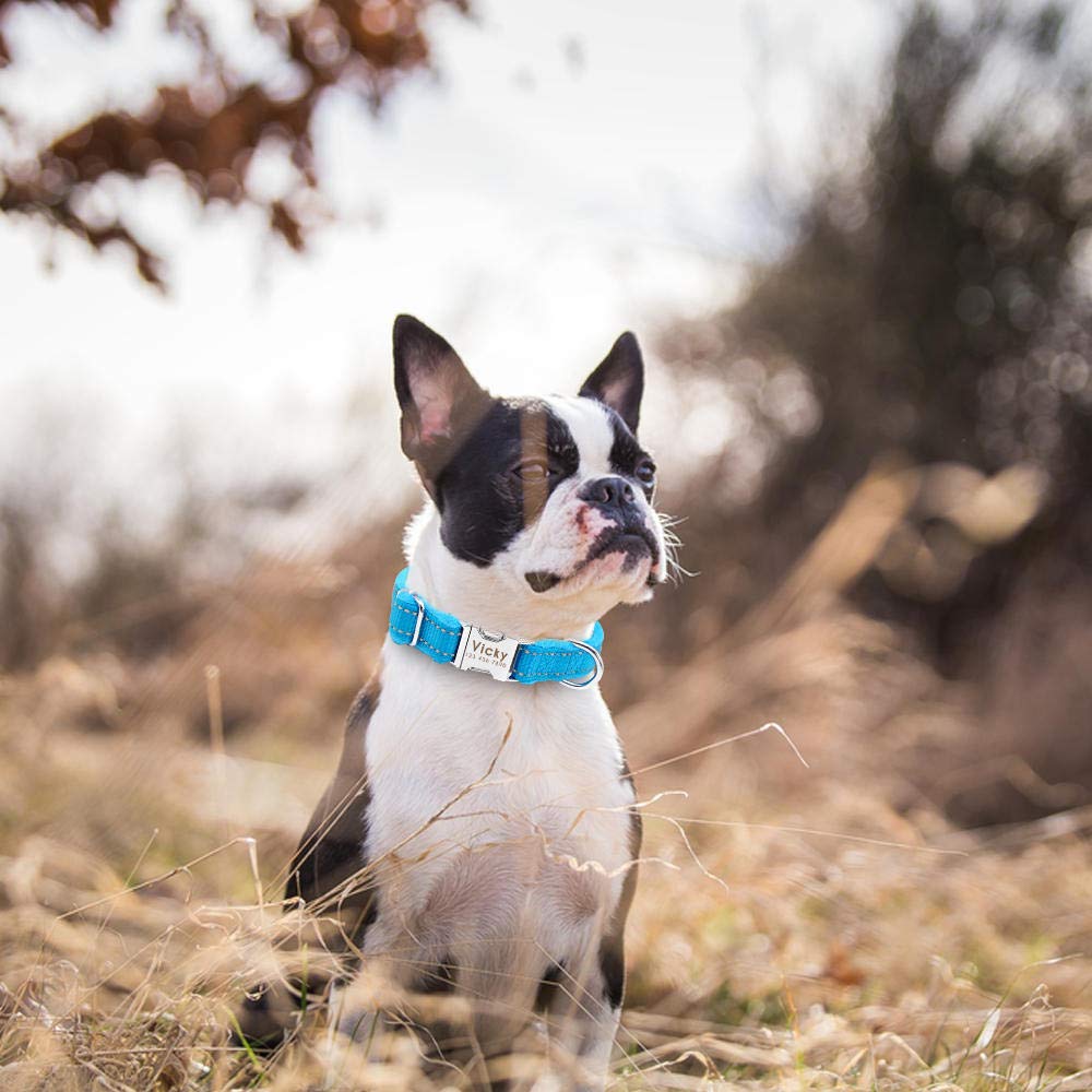 Personalisierte Hundemarke Halsband Nylon Haustier Welpe Pitbull Halsband Perro gepolstert benutzerdefinierte Gravur für kleine mittelgroße Hunde Bulldogge Mops-Grün_L