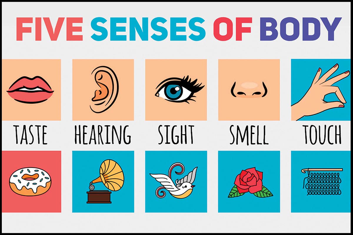 Seness Buy Five Senses of Body |Kids Learning for Wall Decoration|Educational ...