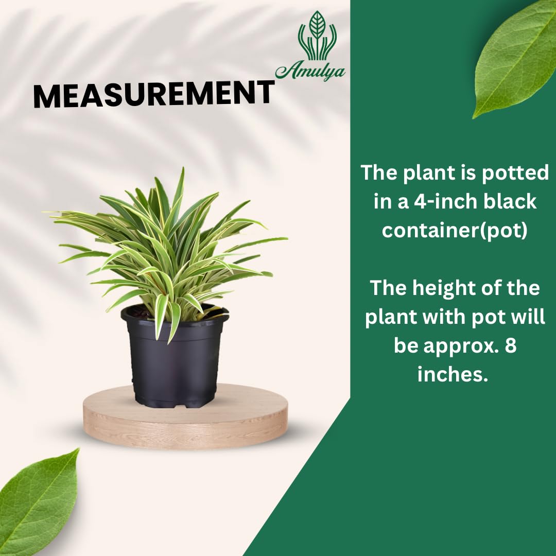 Amulya FARMS & NURSERY Air Purifying Spider Plant Indoor Live Plants for Living Room, Home, Office, Table, Kitchen & Desk Decor Items | Black Pot & FREE FERTILISER Included 3