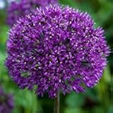 5 Dark Purple Allium Bulbs - Blooming Onion, Perennial Garden Flower - Fall Bulbs That Make Giant Round Purple Flowers