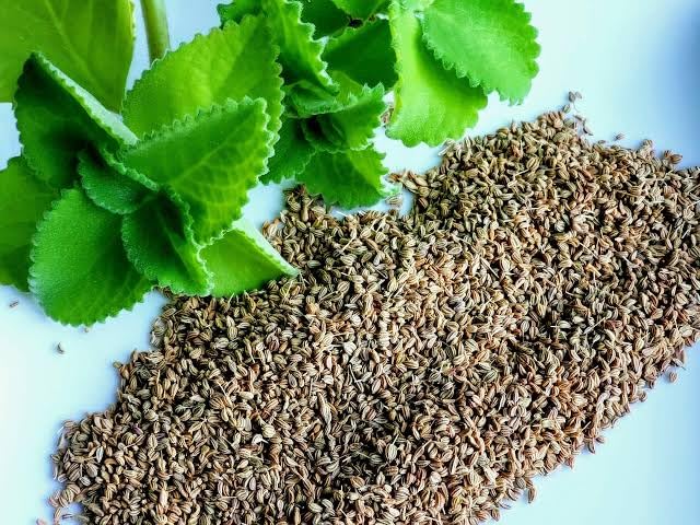 S. D ENTERPRISE All Time Ajwain (Joyan) Live Plant (B0CM949NCQ) Amazon Price History, Amazon Price Tracker