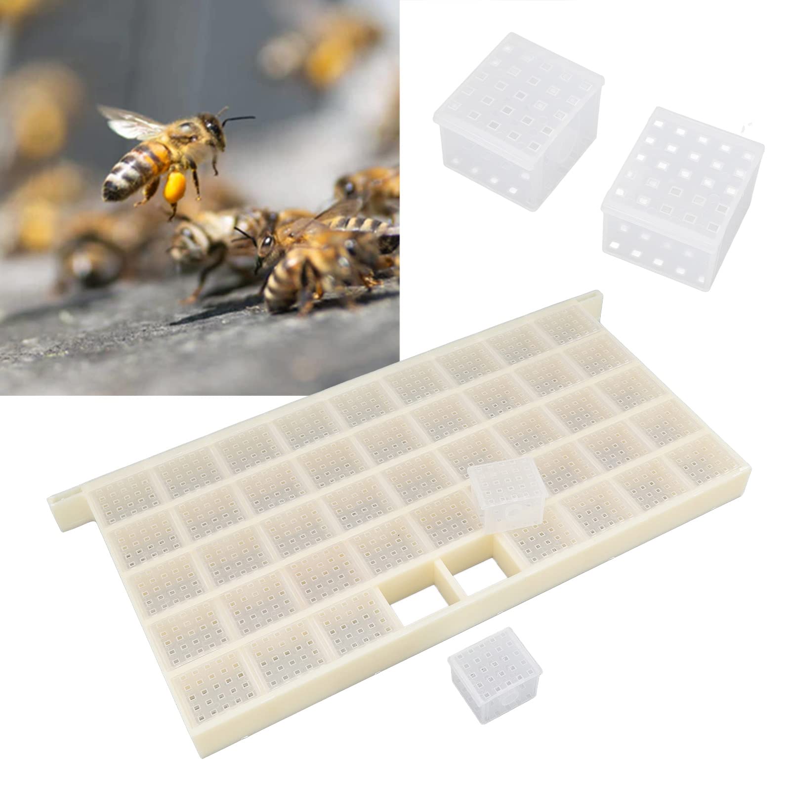 Cage à Reine des Abeilles, Boîte D'élevage D'abeilles, Cages en Plastique pour Reine des Abeilles, Attrape-repère de Marquage de la Reine des Abeilles, Attrape-apiculture pour la Solation de L'équipem