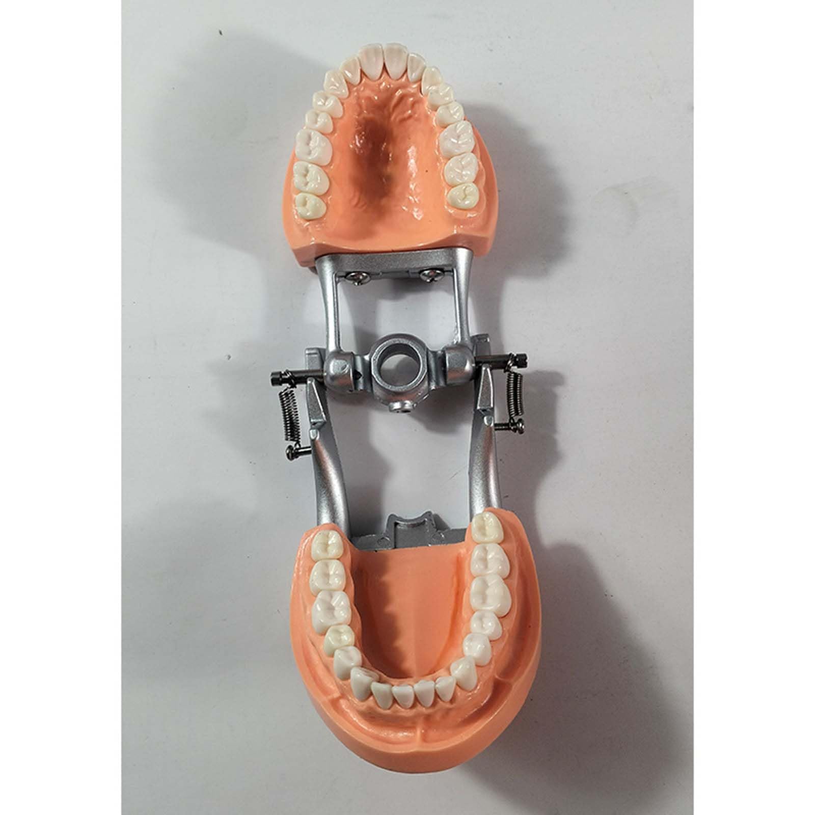Modèle de préparation Dentaire Amovible Porte-mâchoire gingivale Souple Modèle de préparation de 32 Dents pour la Pratique des implants dentaires