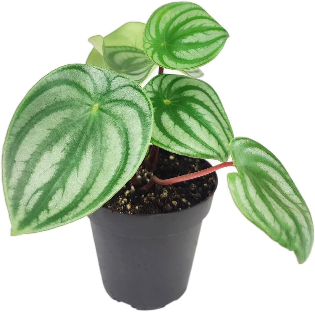 Peperomia Watermelon (4" Terracotta Pot) - Medium to Bright Light Air-Purifying Houseplant - Live, Easy to Care, Easy to Grow Houseplant - Best Indoor Plant for Home and Office Decoration