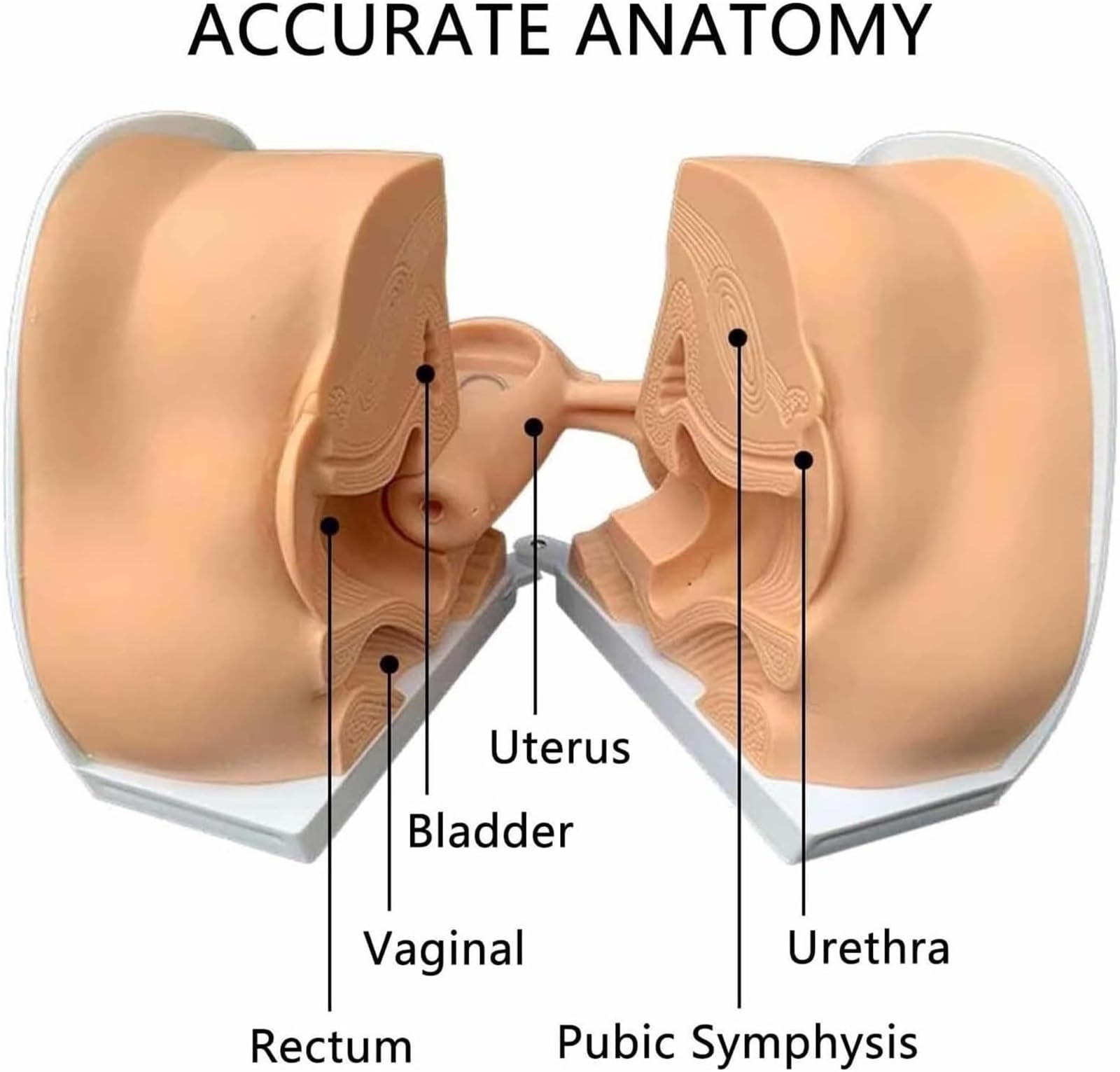 Maniquí Ginecológico Femenino, Modelo De Anatomía Genital Femenina, Modelo De Guía De Anticoncepción Femenina De Tamaño Natural Y Maniquí Con Anatomía Precisa, Adecuado for Enseñanza Y Operación Práct