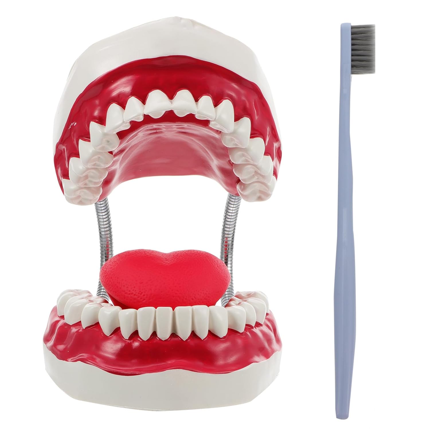 Standard PVC Oral Education Teeth Model with Toothbrush, Teaching Typodont Demonstration Kit for Dental Hygiene Study and Preventive Care