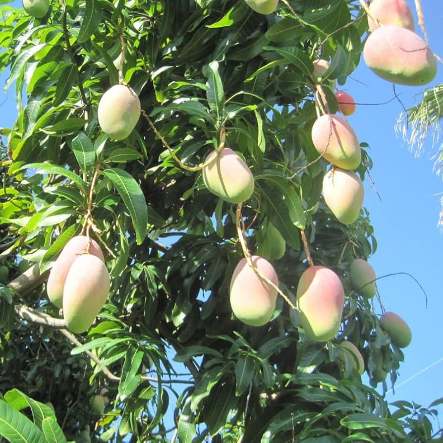 Spyke's Tropical Nursery, 95 Varieties Of Fruit Trees