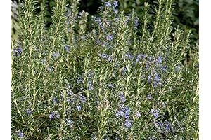 Clovers Garden Upright Rosemary Herb Plants- Two (2) Live Plants - Non-GMO...