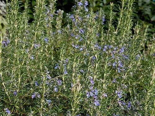 Clovers Garden Upright Rosemary Herb Plants- Two (2) Live Plants - Non-GMO - Not Seeds -Each 4"-8" Tall- in 4 Inch Pots, Ornamental & Edible
