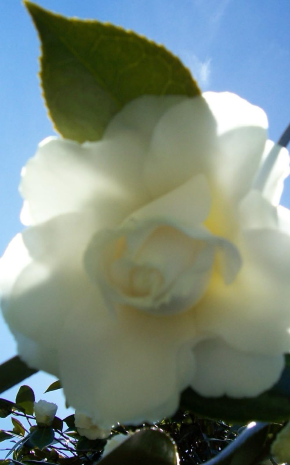 Magnolia Journal: 5x8 90 page