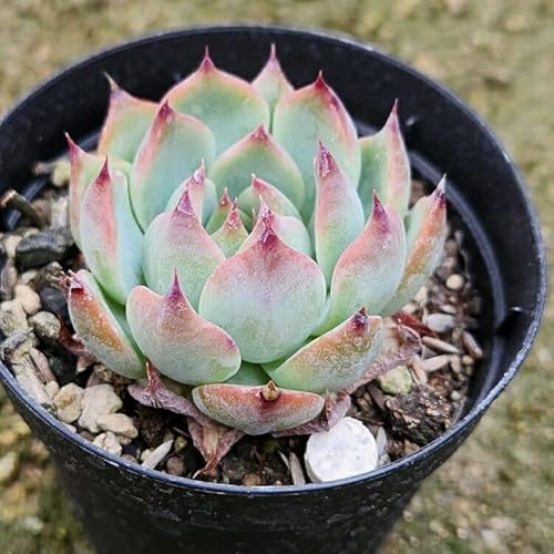 t@[u[ 7.5cm|bg A Mtg GPxA Echeveria 'Fabry' Y  ϗtA CeAO[ 񂹐A ke 1{ 1