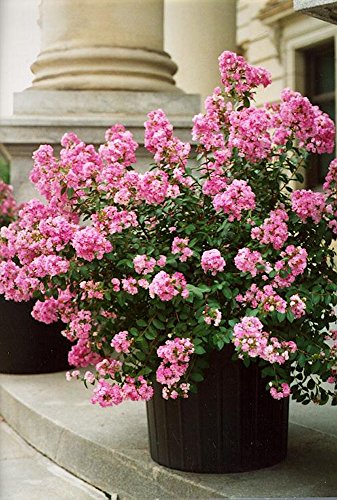 Bicolor PICTOTEE Crape Myrtle, Patented Miniature, 1 Plant, Matures 5ft, Beatiful Pink Flower with White Edge (1'-2' Tall When Shipped, Well Rooted in Pot with Soil)