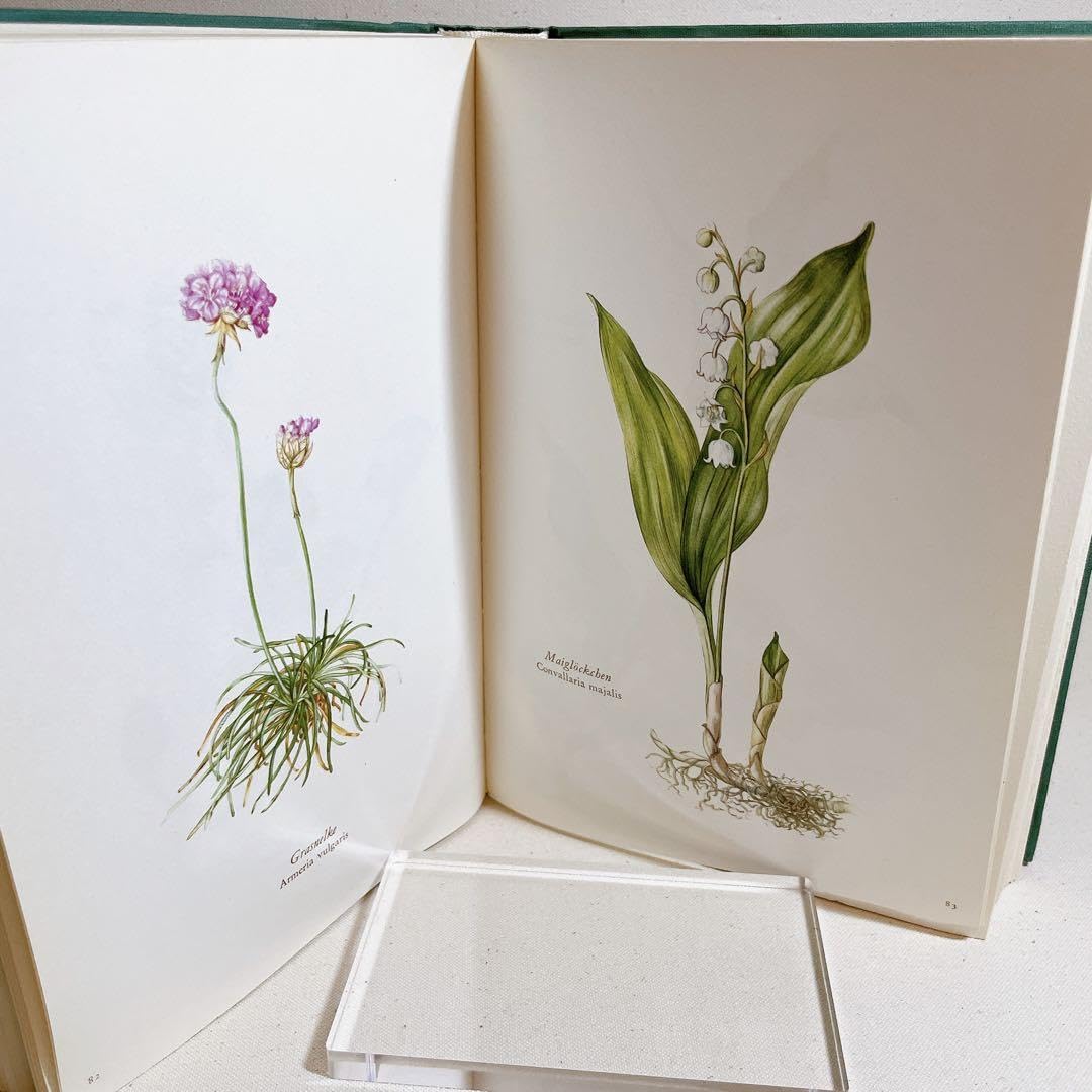 Amazon.co.jp: Elsa Flesko 植物図鑑 Blumen fibel 1966 ボタニカル 