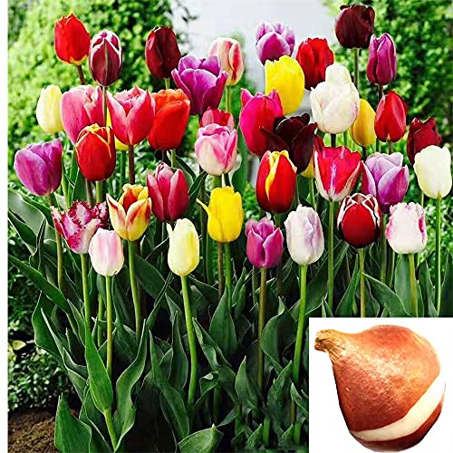 Tulip Bulbs Mixed Tulips Varieties Collection Tulips Bulb for Gardens Spring Flowering Bulbs Ready to Plant Flower Bulbs Garden Landscape(Diameter: 6cm,Random Color.1 Bulb)