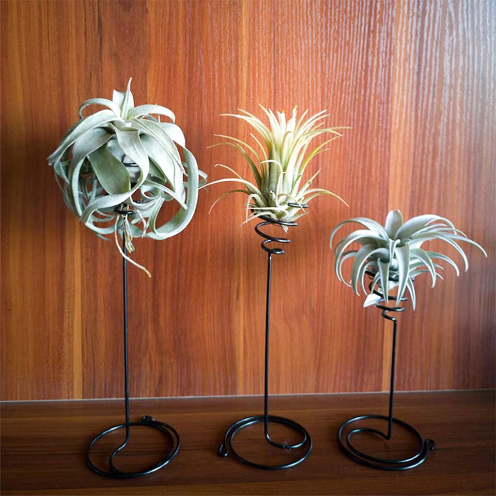 Lot De 6 Supports Pour Plantes Aériennes En Acier Inoxydable - Vases Tillandsia Suspendus