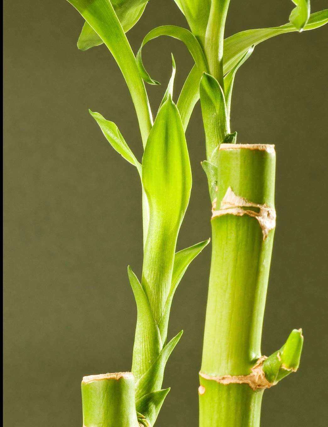 Bamboo Zen Dot Grid: Dot Grid Paper, Bullet List Journal, Art Journal, 7.44" x 9.69" 150 Pages Bambuseae Research Notebook