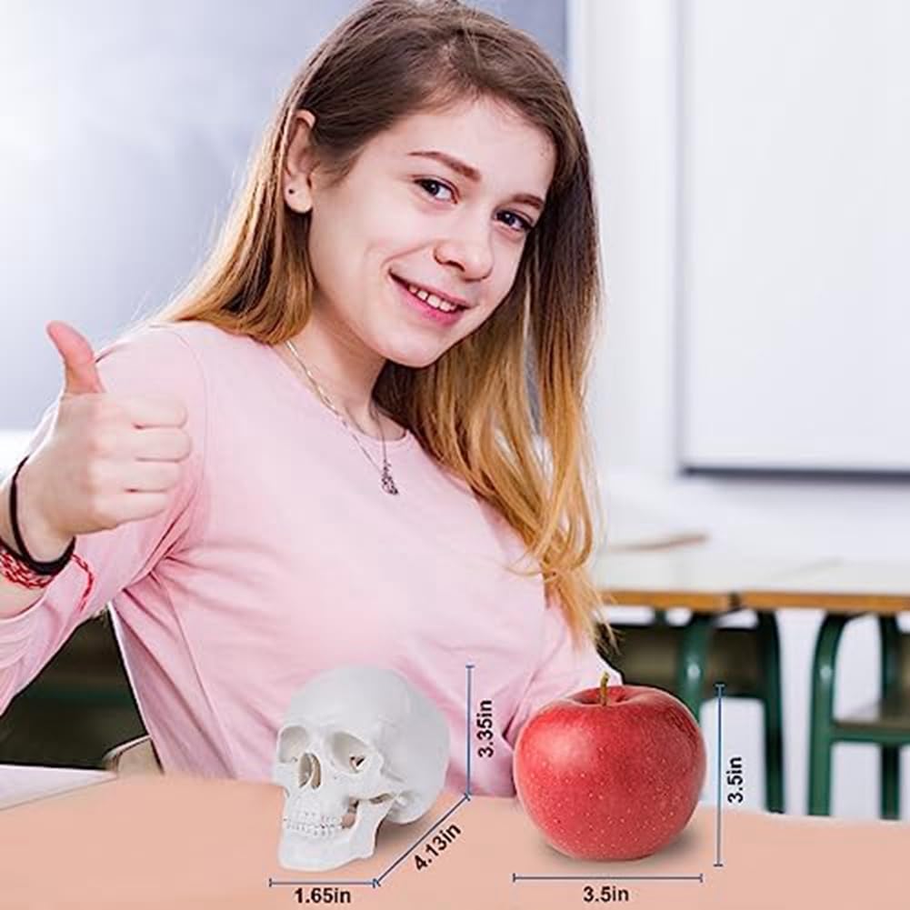 Mini Modelo de CráNeo Humano, Modelo de CráNeo AnatóMico de 3 Partes con Tapa de CráNeo ExtraíBle y MandíBula Articulada