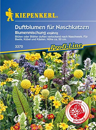 Kiepenkerl, Duftblumen für Naschkatzen, Blumenmischung