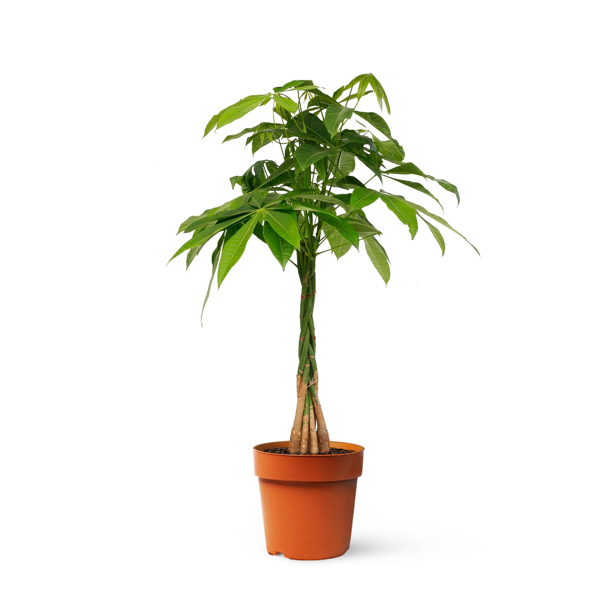 Pachira Aquatica o Árbol del dinero | Planta natural ideal para interior disponible en dos alturas (Alt. 70-80 cm | 19ø)