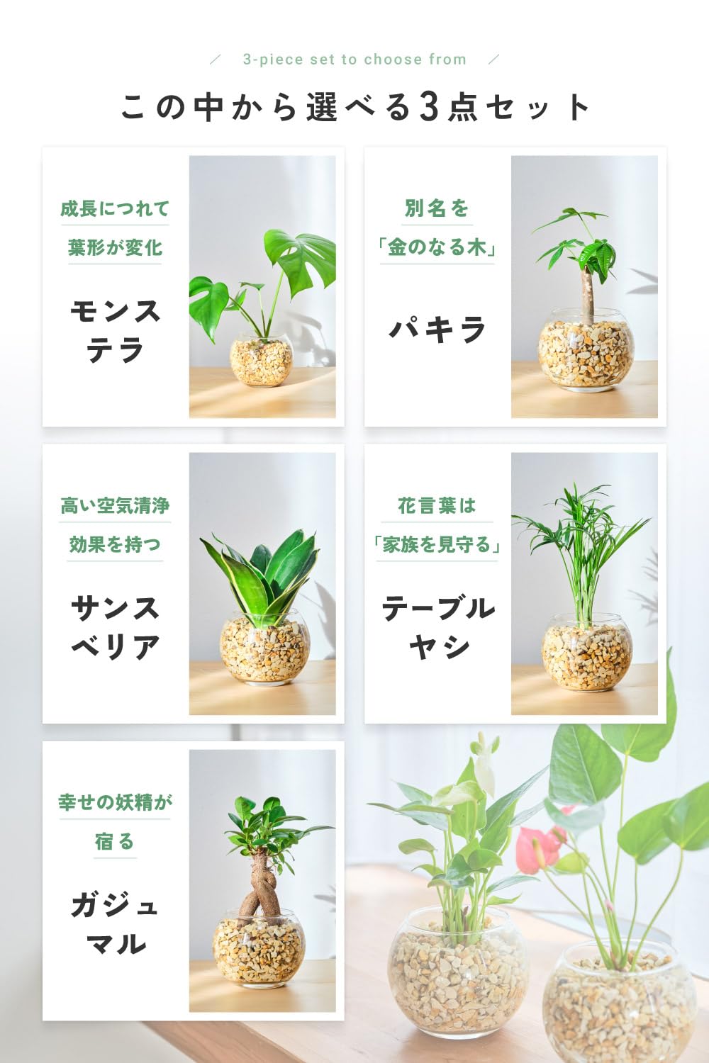 Amazon｜東京寿園 観葉植物 3点セット ハイドロカルチャー 本物 ミニ  