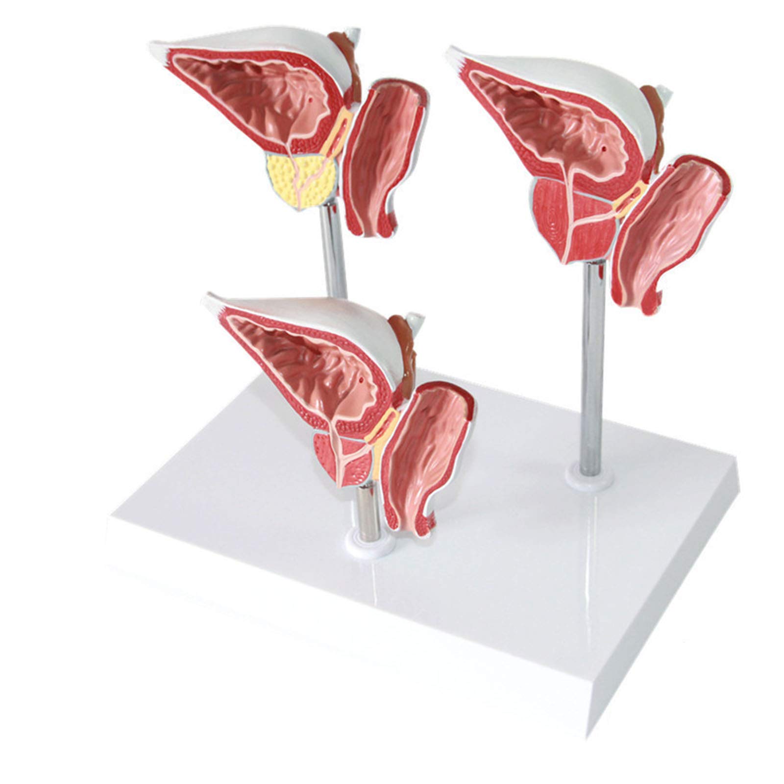 Anatomiemodelle, Anatomisches Modell des menschlichen Harnsystems