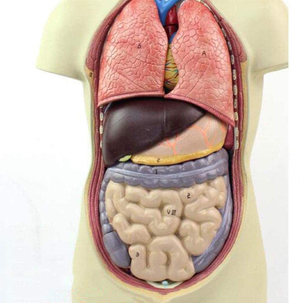 Modello Anatomico Del Torso Umano Rimovibile In 3D Per Giocattolo Educativo Struttura Del Corpo Umano~p129053468