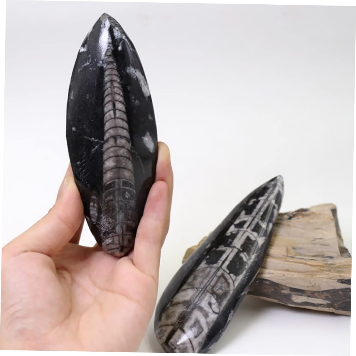 Fósil de Ortoceras Muestra de Enseñanza 1 Pieza Mineral Negro Grande