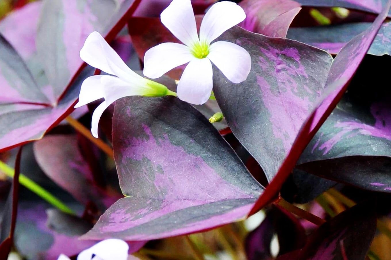 Purple Shamrocks Bulbs Good Luck Plant Dark Foliage Triangularis & Light Pink Flowering Blooms Oxalis for Planting Grows Indoor or Outdoor (Purple Oxalis Shamrocks Bulbs, 40, Count)