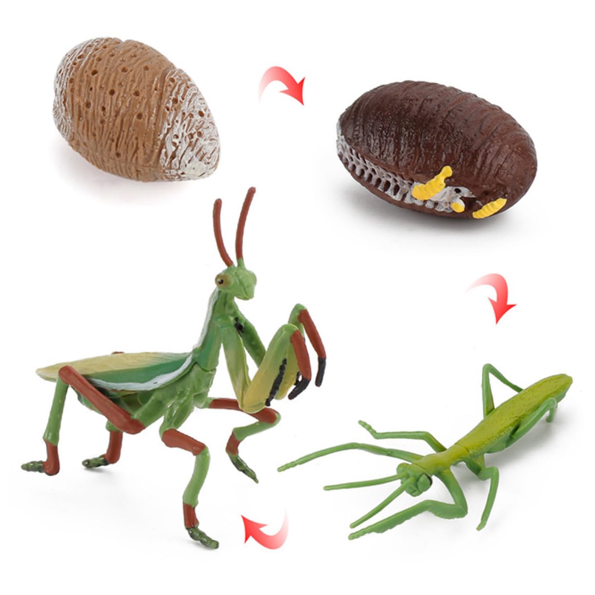 Juego Educativo de Modelos de Juguete de Crecimiento Animal 16 Piezas de Abs para Niños, Simula el Ciclo de Vida de Animales Aula Color Aleatorio