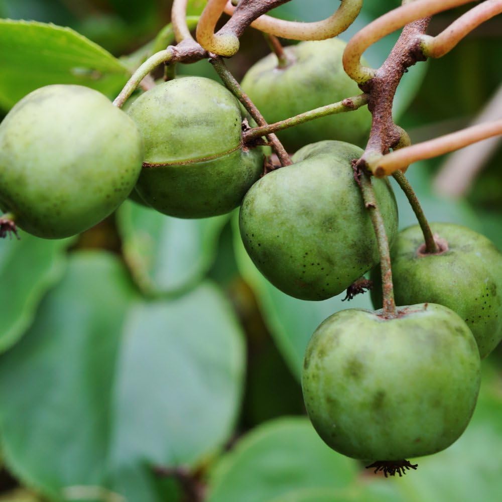Issai Kiwi Plant - Self-Fertile, Hardy Climber for Small Gardens - Sweet Hairless Fruits - Easy to Grow - 2X 9cm Potted Plants by Thompson & Morgan