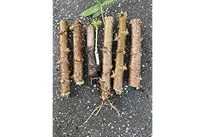 Organic Green Cassava yuca, 6 Cuttings esculanta