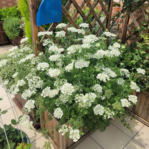 Semillas de Orlaya grandiflora, Las plantas de jardín son resistentes. plantas para lugares soleados Plantas de balcón resistentes plantas verdes, decoraciones florales. semillas de 200pcs