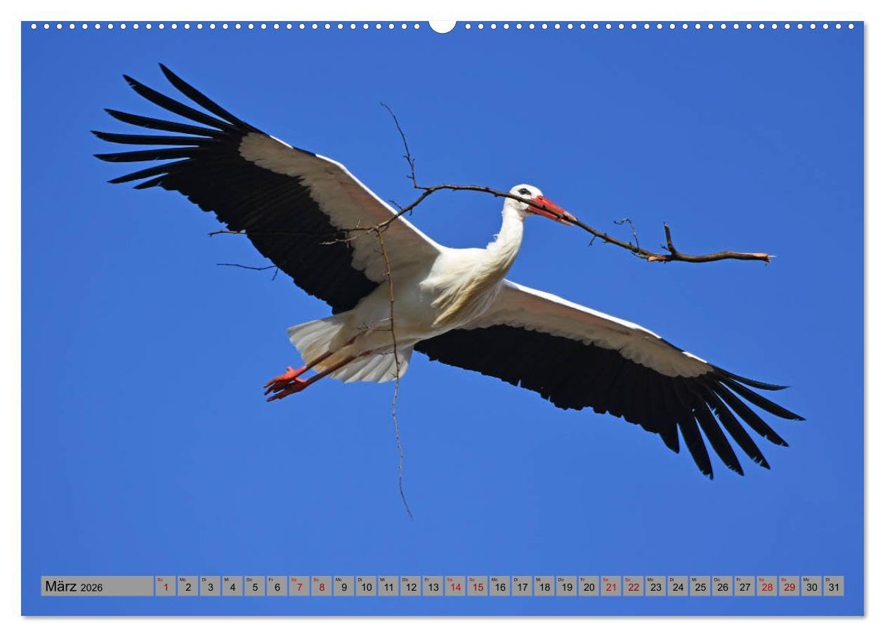 Zu Gast bei Familie Storch (Wandkalender 2026 DIN A2 quer), CALVENDO Monatskalender: Störche ... gern gesehene Gäste in Deutschland (CALVENDO Tiere)