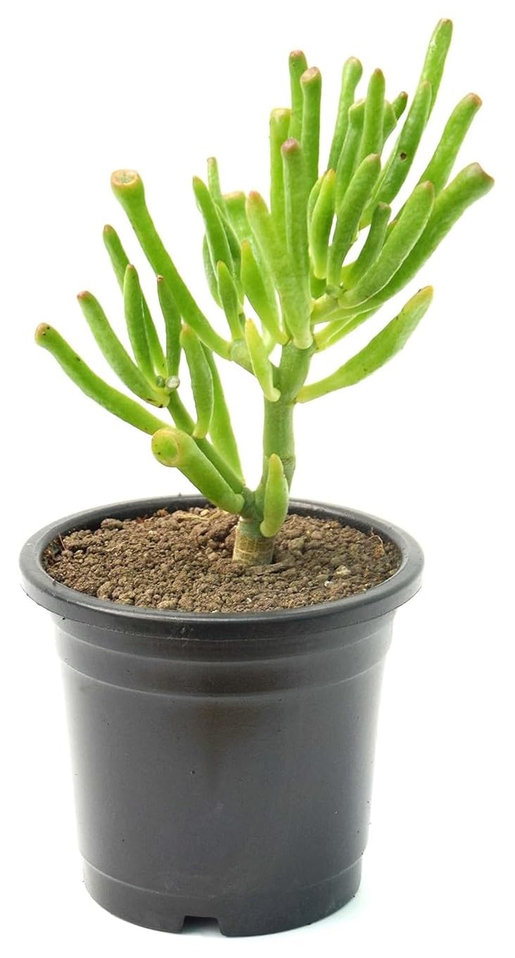 India Gardening Crassula Ovata Plant | Gollum Jade Plant | Trumpet Jade Plant | Money Plant Succulent | Whimsical Charm Gollum Jade Plant | Suitable For Indoor & Outdoor (B0B49ZYHH2) Amazon Price History, Amazon Price Tracker
