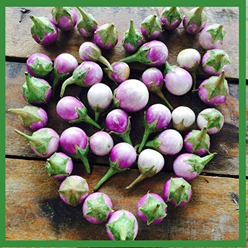 100 Vietnamese Cà Pháo Tím - Thailand Round Mini Purple Eggplant S.e.EDS