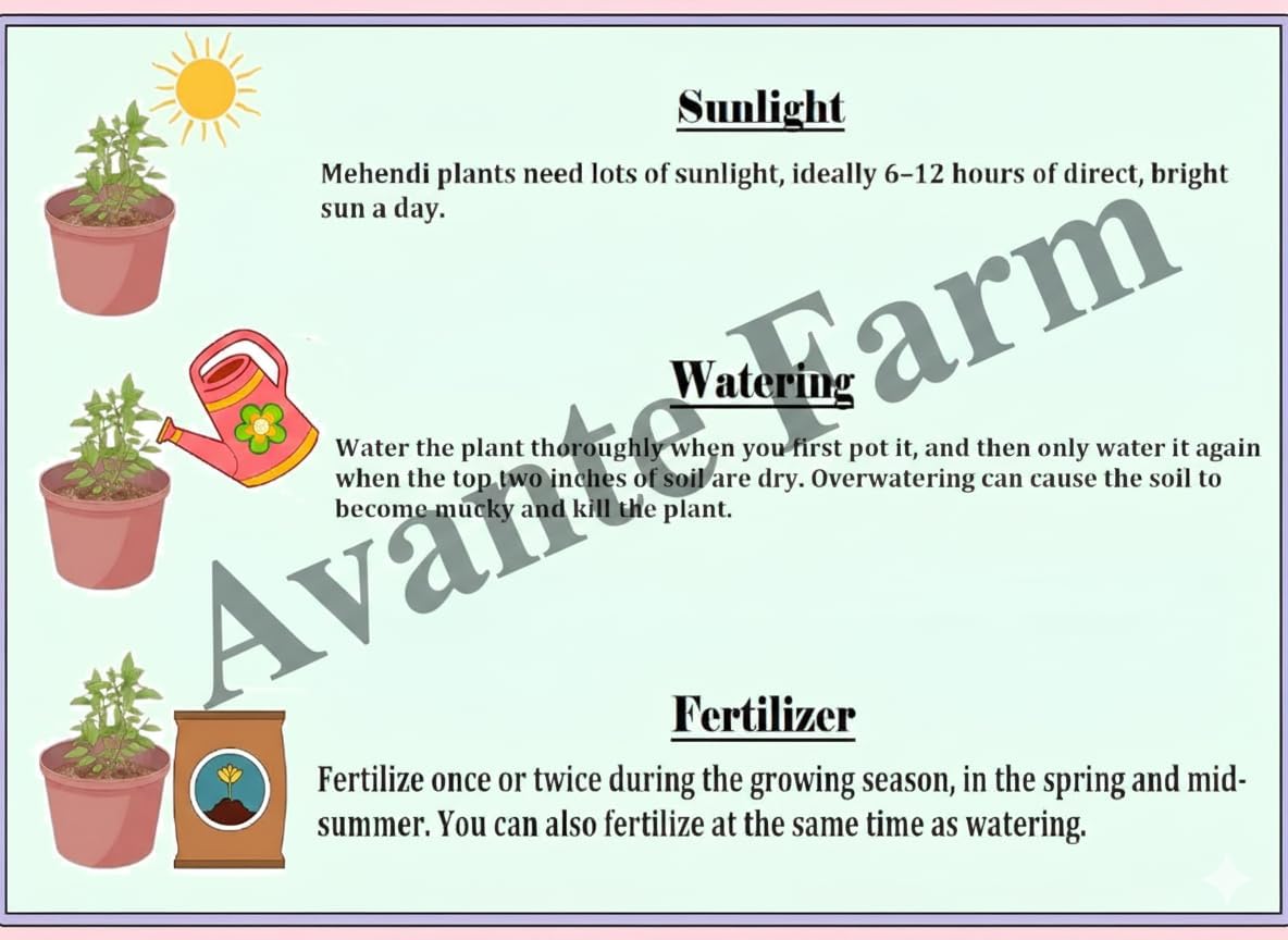 Moringa Plant - Fast Growing Medicinal Herb -5 Moringa Plant - Fast Growing Medicinal Herb -5