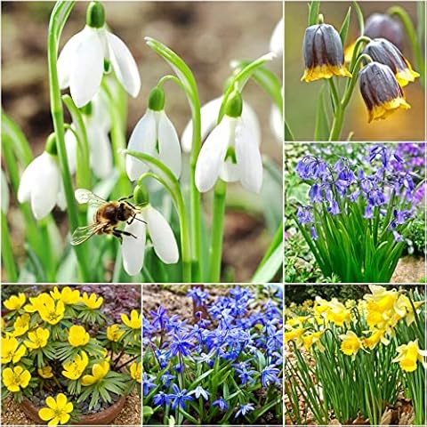 30 x Woodland Naturalising Bulbs Collection - in The Green - Winter to Spring Flowering Bulbs - Snowdrops, Bluebells, Aconites, Fritillaria, Wild Daffodils, Scilla, for Planting Now UK - Free UK P&P Cover