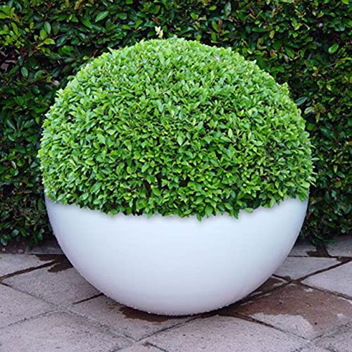 Macetas, Home maceta fibra vidrio Marca Generico (3)