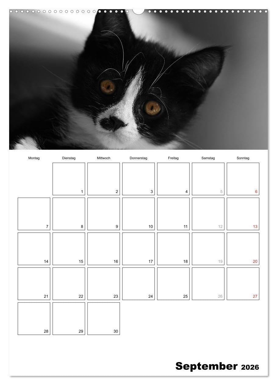 schwarz/weiß trifft farbe - DEIN TERMINKALENDER/Planer (hochwertiger Premium Wandkalender 2026 DIN A2 hoch), Kunstdruck in Hochglanz: Ein ... Fotos den besonderen Look (CALVENDO Natur)