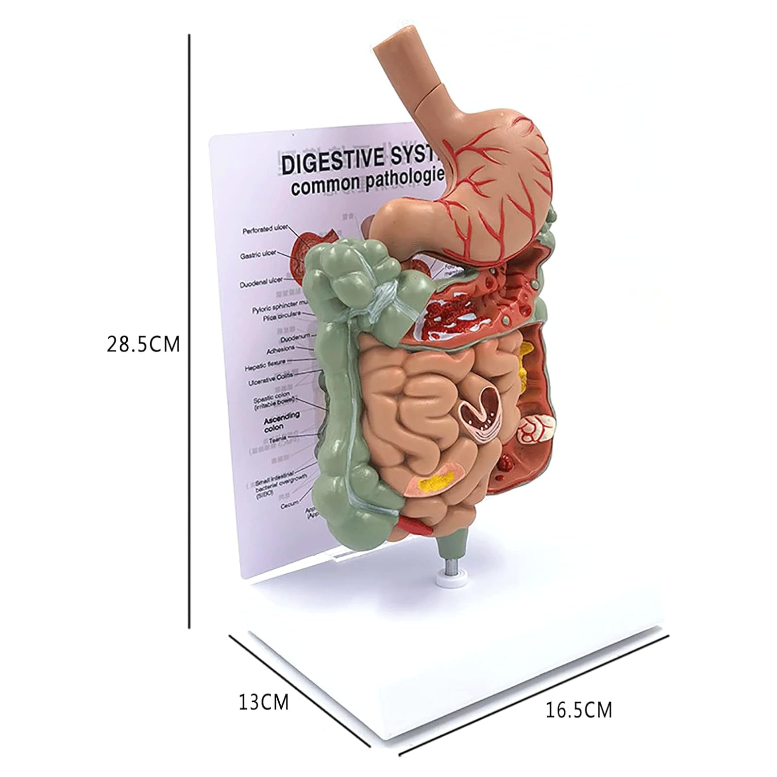 Modèle Du Système Digestif En Papier - 21x16 Cm - Outil Pédagogique Pour école, Maison, étudiants