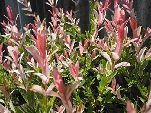 ハクロニシキ 鉢底より高さ100ｃｍ前後 21ｃｍポット 白露錦 大鉢仕立て