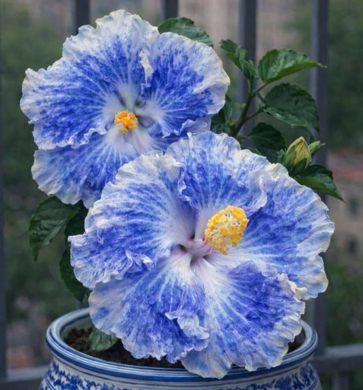 Excellent Hibiscus Bulbs UK, Rhizome for Planting, Hardy Perennial, Excellent Display, Natural Organic, Wedding, Balcony Garden-4 Rhizome-F