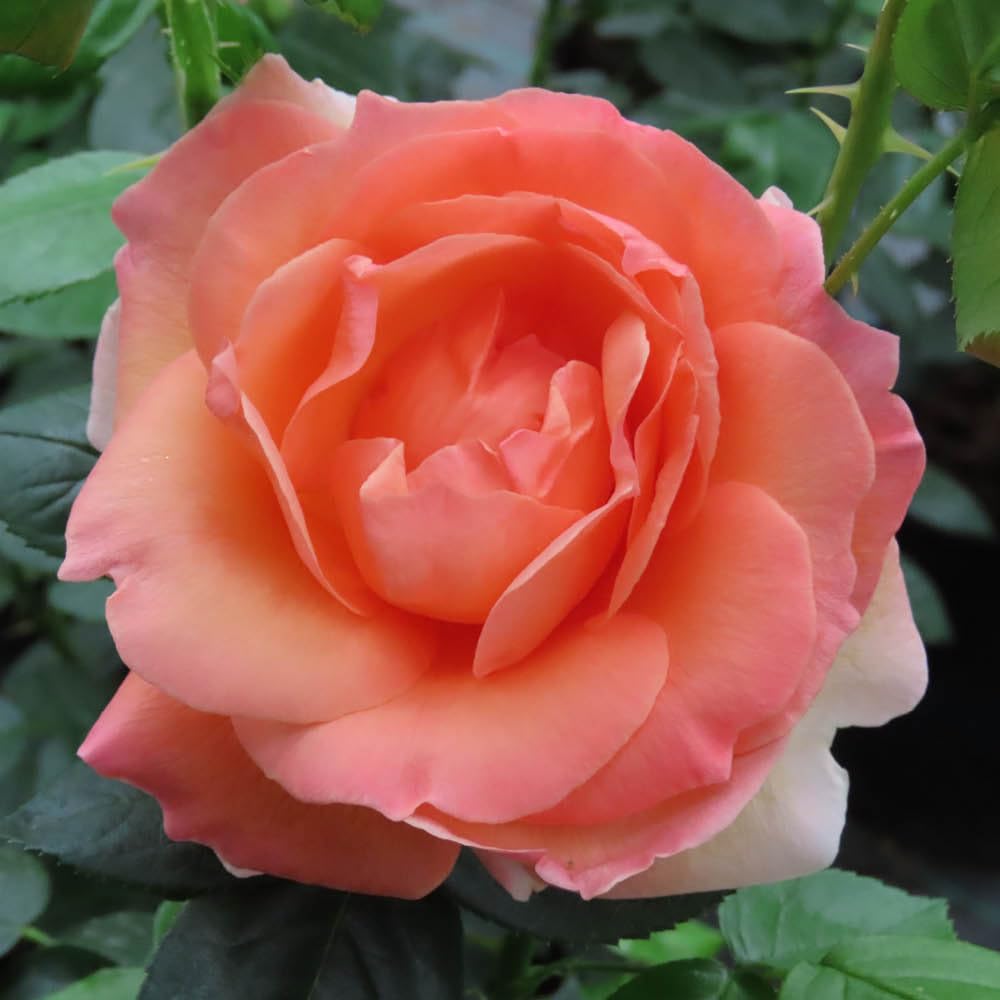 Yougarden Orange Harkness Rose 'Lady Marmalade' ®, 4 Litre Potted, Ready For Planting