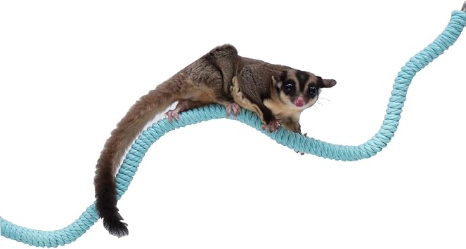 Sugar Glider Cage Accessories, Ideal Climbing Toys Supplies for Tank Habitat