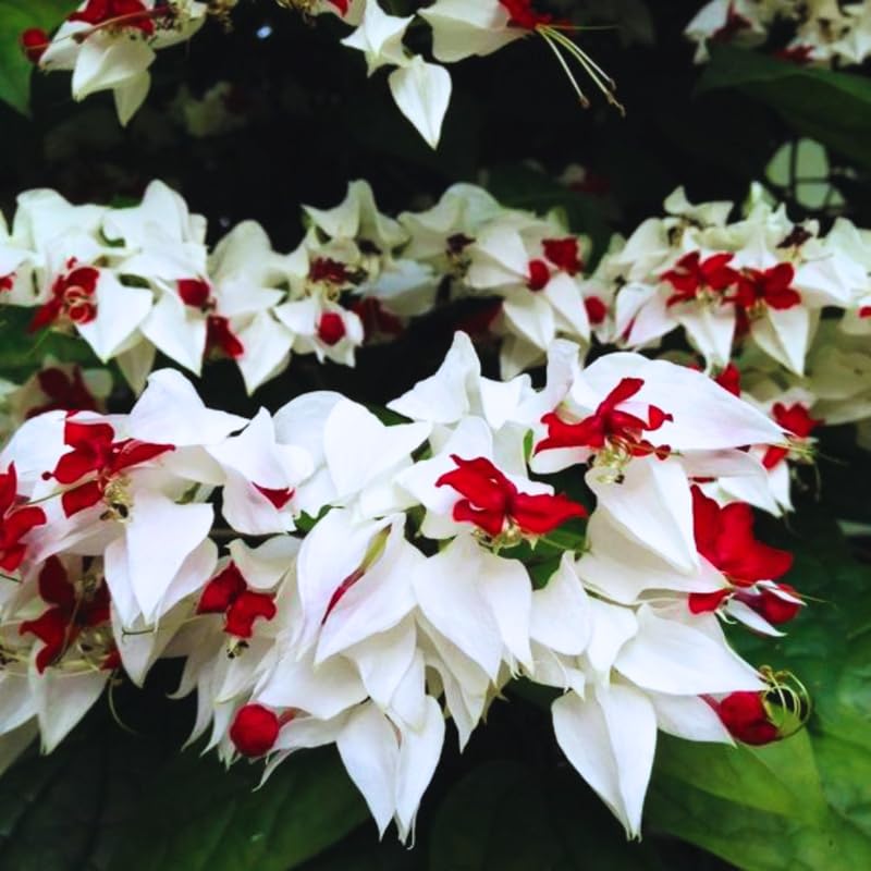 UIOTER Clerodendrum Bleeding Heart Starter Plants Set of 2