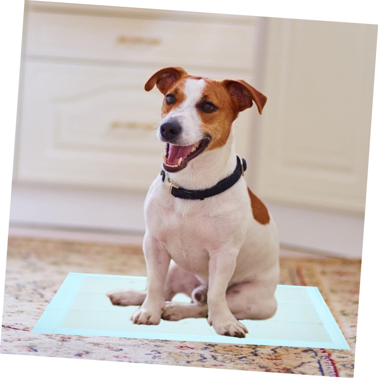 50pezzi Tappetini Igienici Assorbenti Per Ultra Assorbenti e Impermeabili Per Addestramento e Comfort Domestici