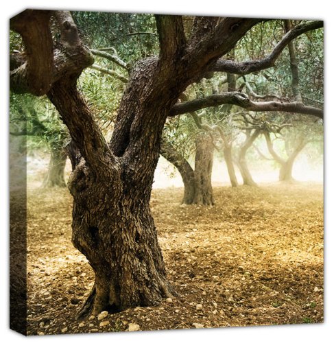 Old Olive Trees In The Morning + panel individual cuadrado A1, tamaño 52 cm x 52 cm