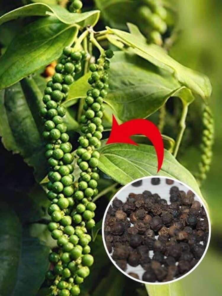 Live Gol Mirch Plant, Cayenne Pepper Plant Gol Mirch Kali Mirch Black Pepper Healthy Live outdoor Plant (pack of 1) (B0D922CXPT) Amazon Price History, Amazon Price Tracker